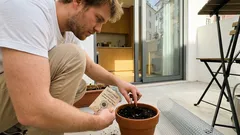 Do mito ao canteiro: como semear e cuidar do girassol — e aproveitar as sementes em casa