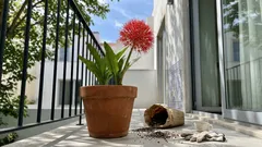 Como cuidar da coroa-imperial em vaso: luz, rega e dormência sem erros