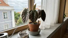 Como cuidar do pulmão-de-aço (Alocasia cuprea) e manter as folhas sempre brilhantes