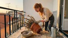 Como cuidar da coroa-de-cristo: sol, rega e substrato para florir quase todo o ano