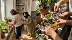 Mosquitos nos vasos: como acabar com eles em 5 passos simples