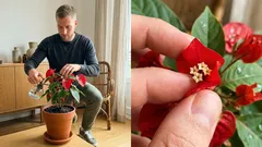 Flor-do-beijo: a planta que parece dar um beijo e como cuidar dela em Portugal