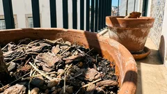 Como salvar as plantas do calor: 5 gestos simples que fazem mesmo diferença