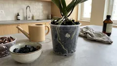 Orquídeas em carvão: como fazer, vantagens e o erro que seca as raízes