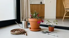 Brinco-de-princesa: cuidados essenciais para a fúcsia florir em vaso