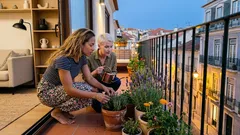 12 plantas que atraem abelhas e transformam o seu jardim (mesmo em vasos)