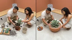 Suculentas gigantes: 5 espécies grandes e fáceis para dar impacto ao jardim