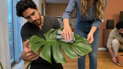 Como cuidar de plantas de folhas grandes para ficarem impecáveis e sem pontas castanhas