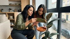 Porque é que a tua planta tem gotas nas folhas? Pode ser gutação e excesso de rega