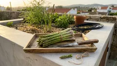 Como plantar espargos na horta em Portugal — do canteiro ao momento certo da colheita