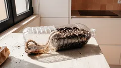 Cortei uma garrafa PET e fiz uma horta na varanda — o truque simples que salva a rega
