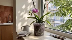 Porque é que a sua orquídea não volta a florir — e como acertar em três detalhes-chave