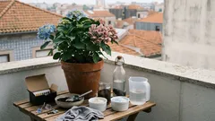 Como mudar a cor das hortênsias: guia simples para as ter azuis ou cor-de-rosa