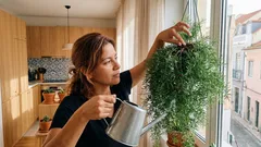 Aspargo-alfinete: como cuidar da planta pendente que dá volume à casa