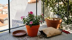 Pervinca: como conseguir mais flores com sol pleno e boa drenagem
