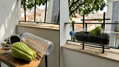 Basta um chuchu maduro a rebentar: o detalhe que faz toda a diferença para ter colheitas em casa