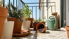 Como montar uma horta em vasos na varanda (ou à janela): luz, drenagem e rega sem desperdício