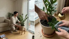 Zamioculca em casa: a regra da rega, a luz certa e como a multiplicar