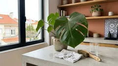 Como limpar o pó das folhas das plantas e dar brilho natural sem danificar