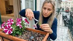 Como ter petúnias sempre floridas na varanda com sol, rega certa e boa drenagem