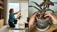 Orquídea sapatinho: como cuidar para florir dentro de casa por semanas