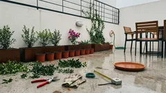 Cerca viva para privacidade: 8 plantas bonitas e fáceis para o jardim