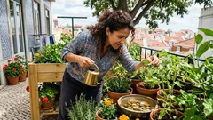 Insetos benéficos no jardim: 6 aliados que ajudam a controlar pragas sem químicos