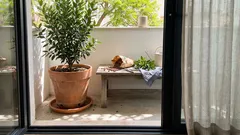 Como plantar louro em vaso e ter folhas frescas o ano inteiro