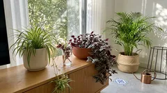 Plantas de interior fáceis: 3 escolhas resistentes para pôr a casa mais verde (quase sem cuidados)