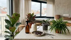 Plantas “difíceis” em casa: guia simples para samambaias, ficus lyrata, cróton e orquídeas