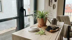 Clorófito: o que a ciência diz sobre ‘purificar’ o ar (e como o manter impecável em casa)