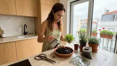 Como cuidar da barba-de-moisés: guia simples para um tapete verde sem falhas