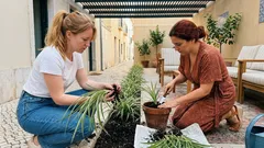 Barba-de-serpente no jardim: como cuidar da Ophiopogon jaburan para ter verde o ano inteiro