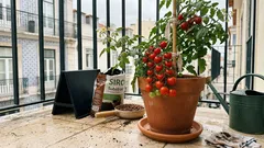 O detalhe que faz o tomate-cereja em vaso render mais na varanda