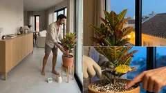 Como cuidar do cróton para manter as folhas coloridas o ano todo