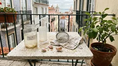 Folhas pegajosas no limoeiro? O truque da água com alho — e como usar sem prejudicar a planta