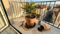 Um mini pomar na varanda: o que faz mesmo a diferença ao cultivar fruteiras em vaso