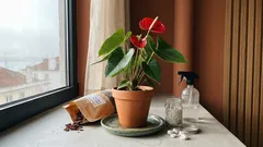 Cuidados do antúrio: luz, rega e truques para a “flor” durar 6 a 8 semanas