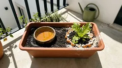 Como afastar caracóis e lesmas da horta sem venenos: 6 métodos simples e eficazes