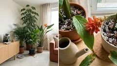 Como criar um jardim tropical em Portugal com 7 plantas que ficam bem juntas