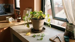 Plantas de interior a perder folhas? 5 causas comuns e como resolver