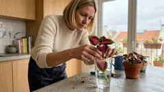 Coléus em vaso: cuidados simples para manter a cor viva o ano todo