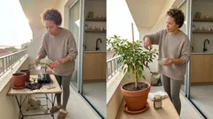 Como plantar pimenta em casa: o passo a passo e o detalhe que muitos ignoram (mas pesa na colheita)