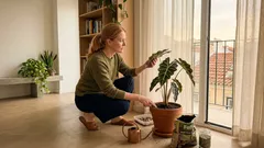 Como cuidar da alocasia em casa: luz indireta, rega e humidade sem erros