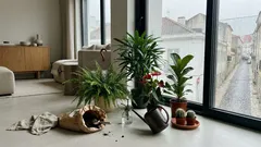 7 plantas de interior ideais para divisões abafadas e como cuidar delas