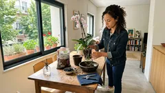 Orquídeas em casa sem dramas: acerte no vaso, no substrato e na rega para voltar a ver flores