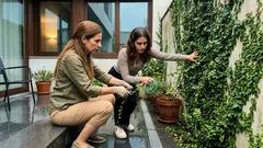 Ficus pumila: a trepadeira perfeita para cobrir muros e dar privacidade