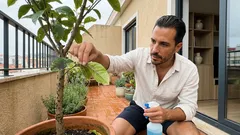 Limoeiro com folhas pegajosas: como identificar pulgões, formigas e fumagina