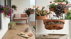 Plantas pendentes para sol pleno: 8 opções que aguentam calor e dão cor à varanda