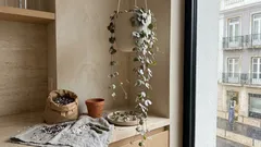 Corações-emaranhados: guia simples de cuidados para uma cascata perfeita em casa